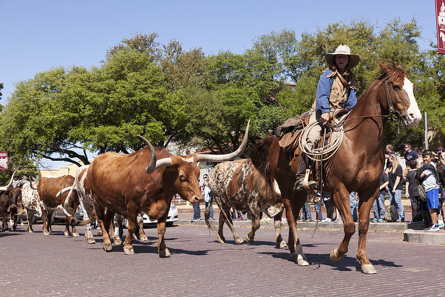 Senior living in Fort Worth, TX, offers engaging local experiences like the iconic Stockyards cattle drive.