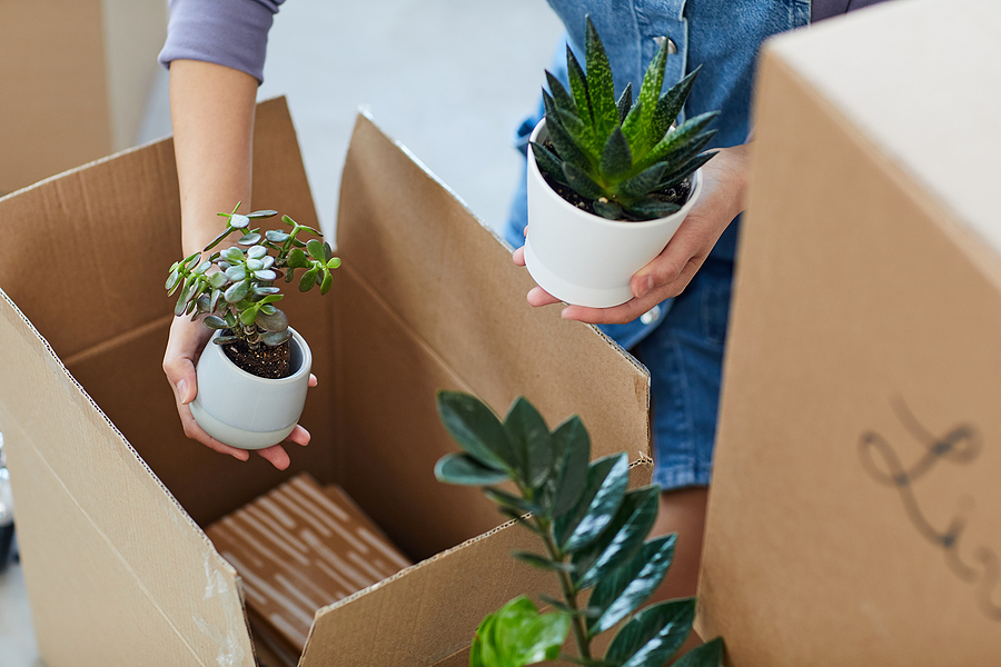 Hands place small white potted succulent plants in open moving boxes